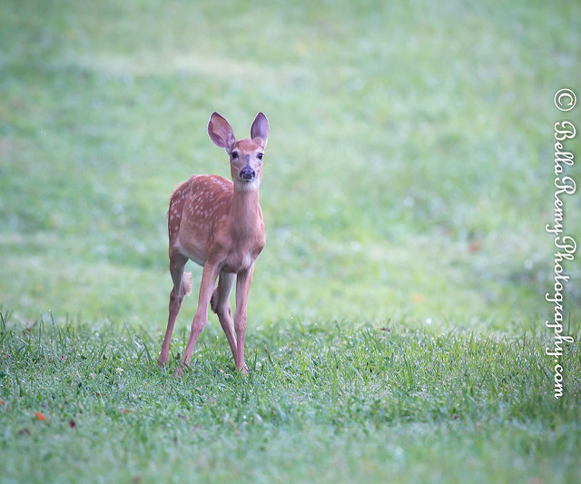 White-tailed Deer - Fawn