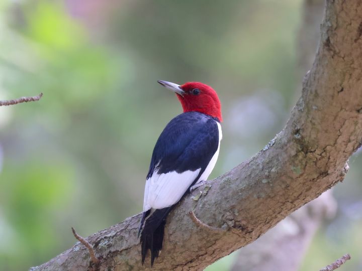 Red-headed Woodpecker photo by Andy Wilson
