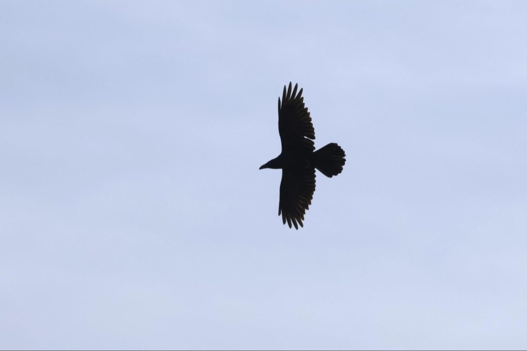 Common Raven © Aaron Reb