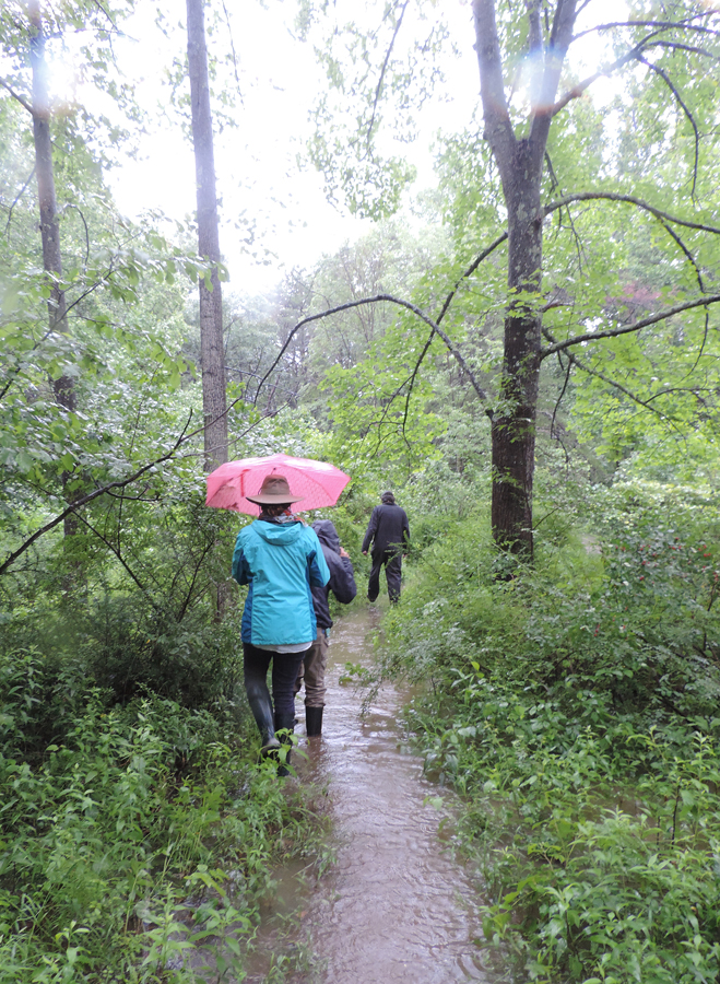 Rain or shine at the Rocky Gap SP BioBlitz
