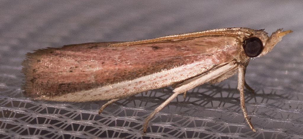 Maryland Biodiversity Project - Atascosa glareosella