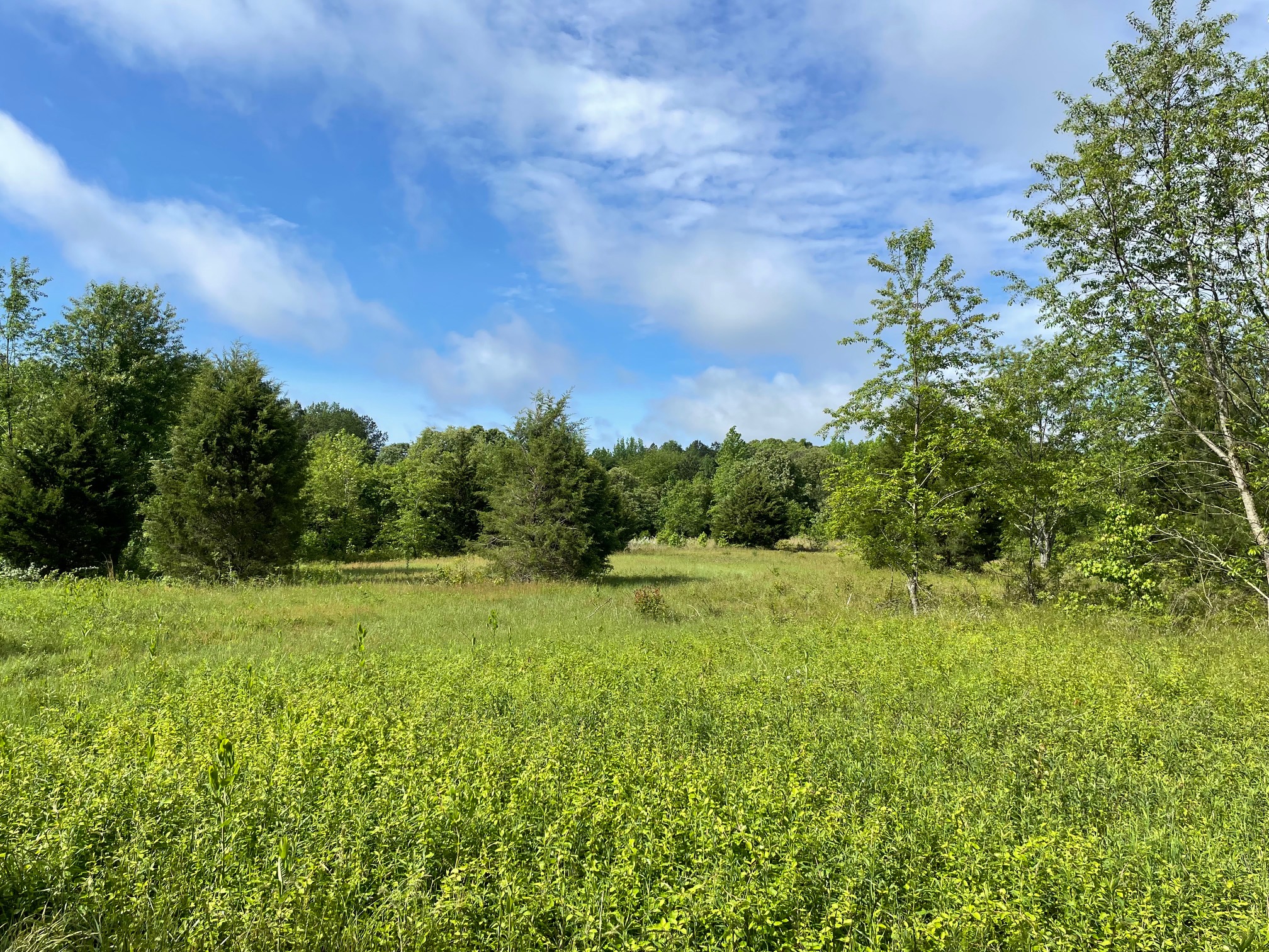 An Adkins Arboretum meadow